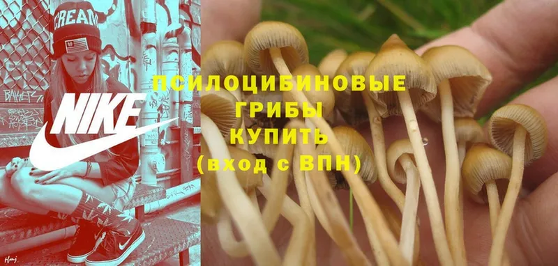 Псилоцибиновые грибы MAGIC MUSHROOMS Россошь